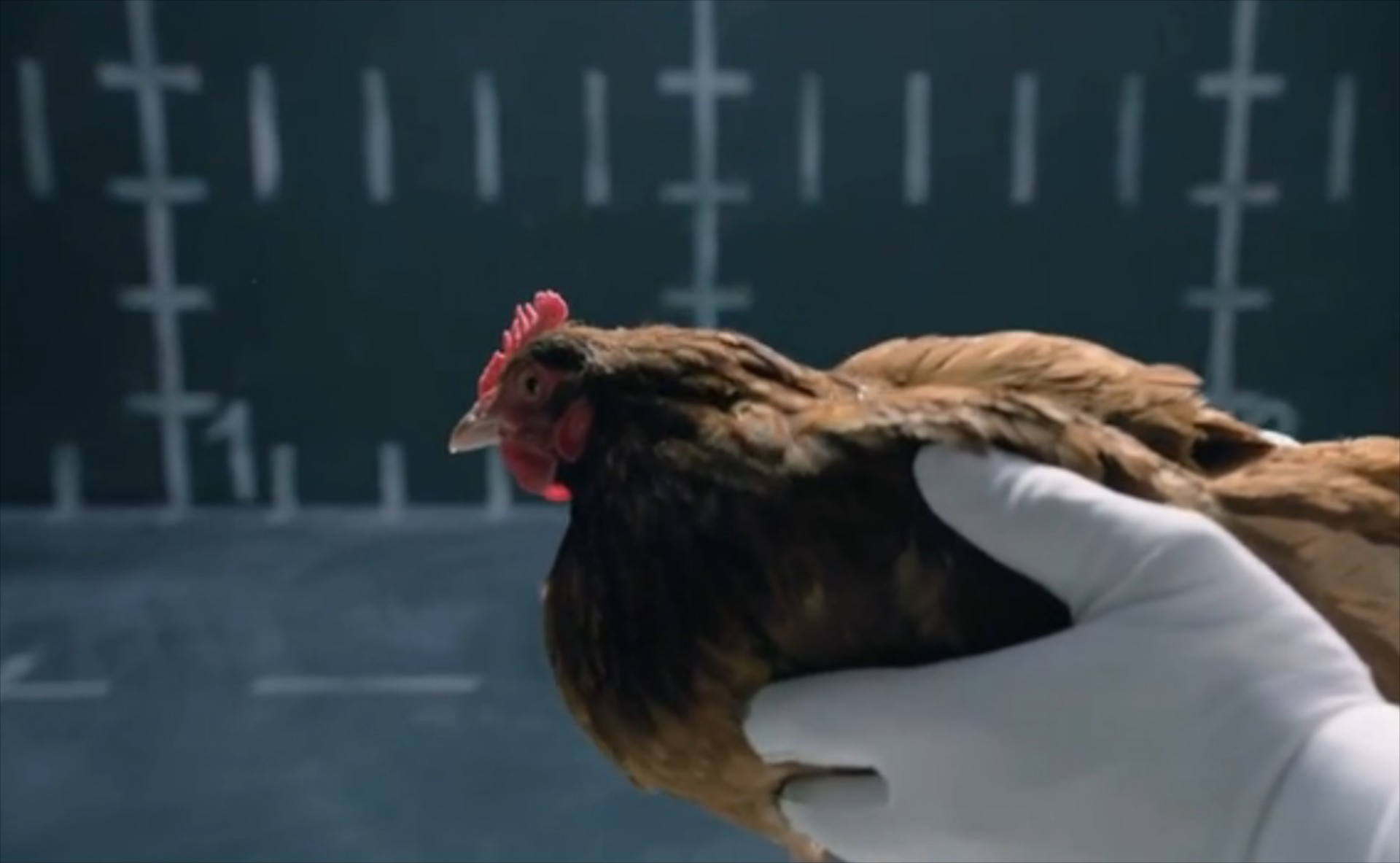 Πόλεμος διαφημίσεων: Η Jaguar έφαγε την κότα!

