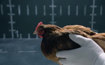 Πόλεμος διαφημίσεων: Η Jaguar έφαγε την κότα!