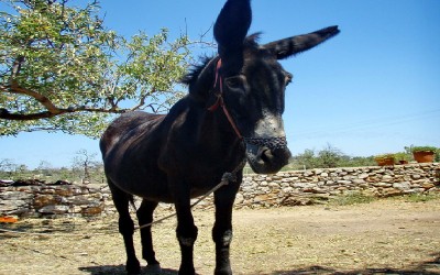 Ο Λιάπης “έγραψε” στο twitter
