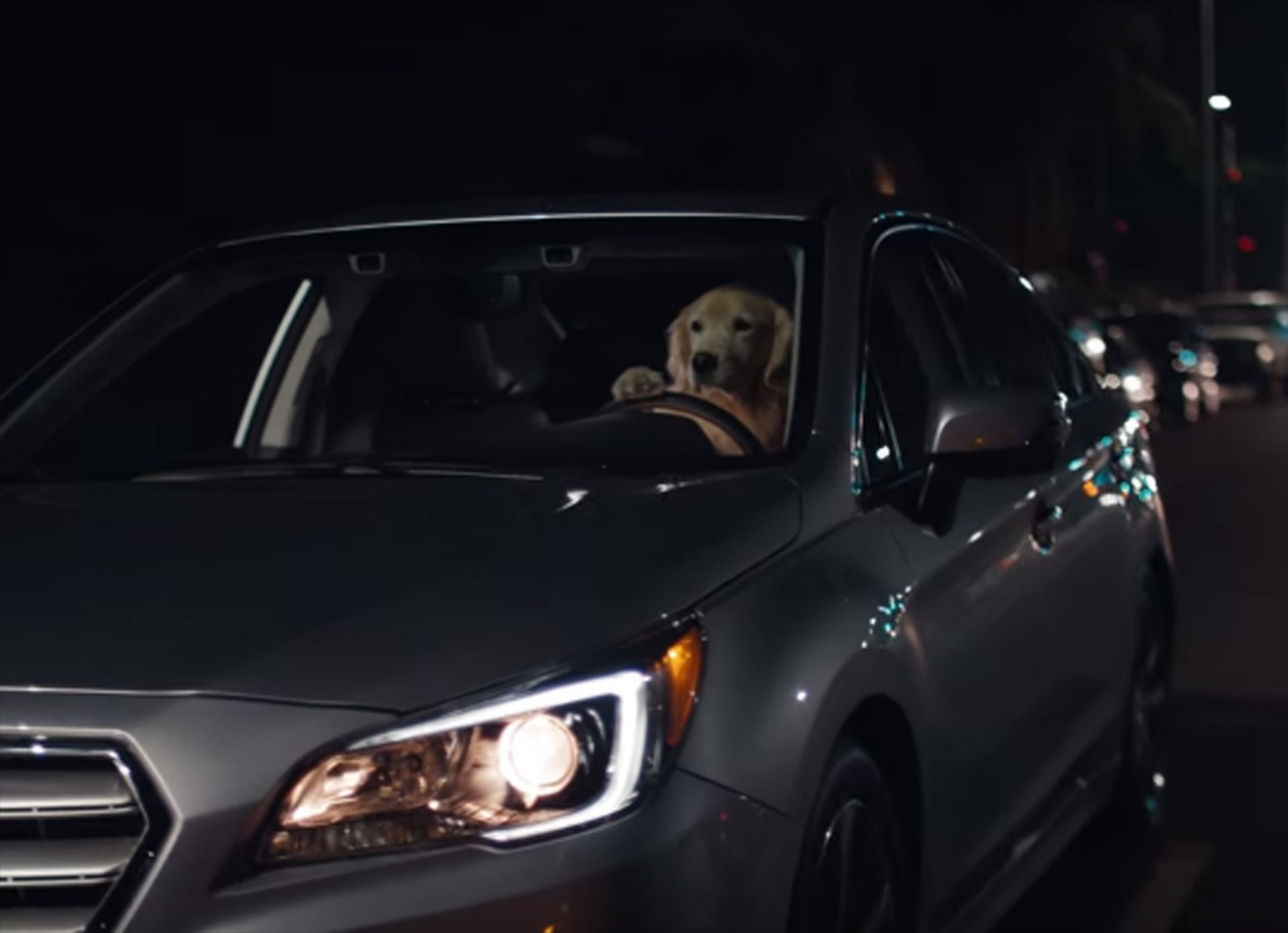 Που πάει αυτός ο σκύλος; (Video)