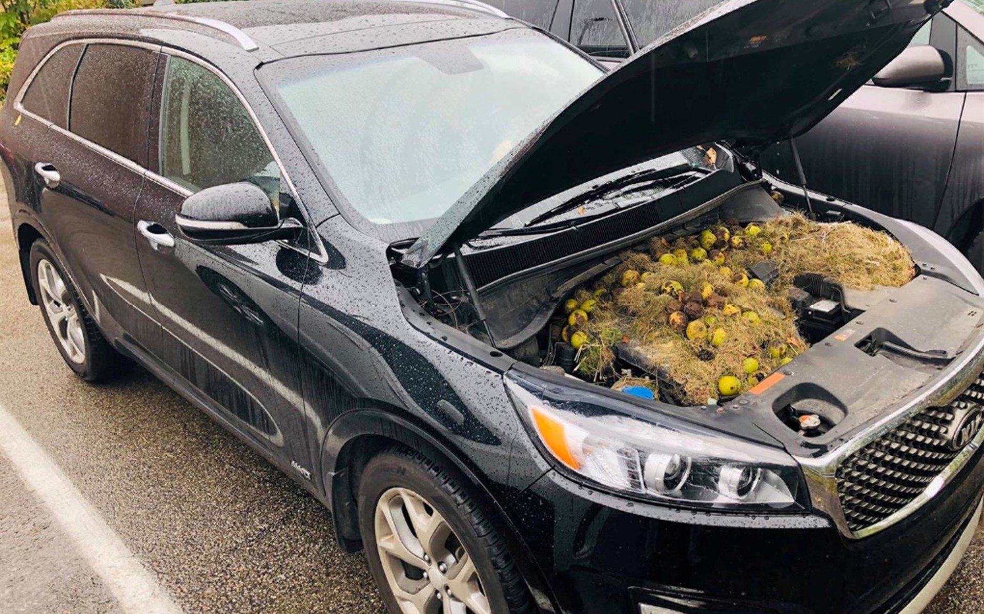 Παρέα σκίουρων έκανε… κατάληψη στον κινητήρα αυτοκινήτου