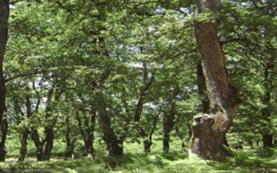 Υπόθεση Περιβάλλον