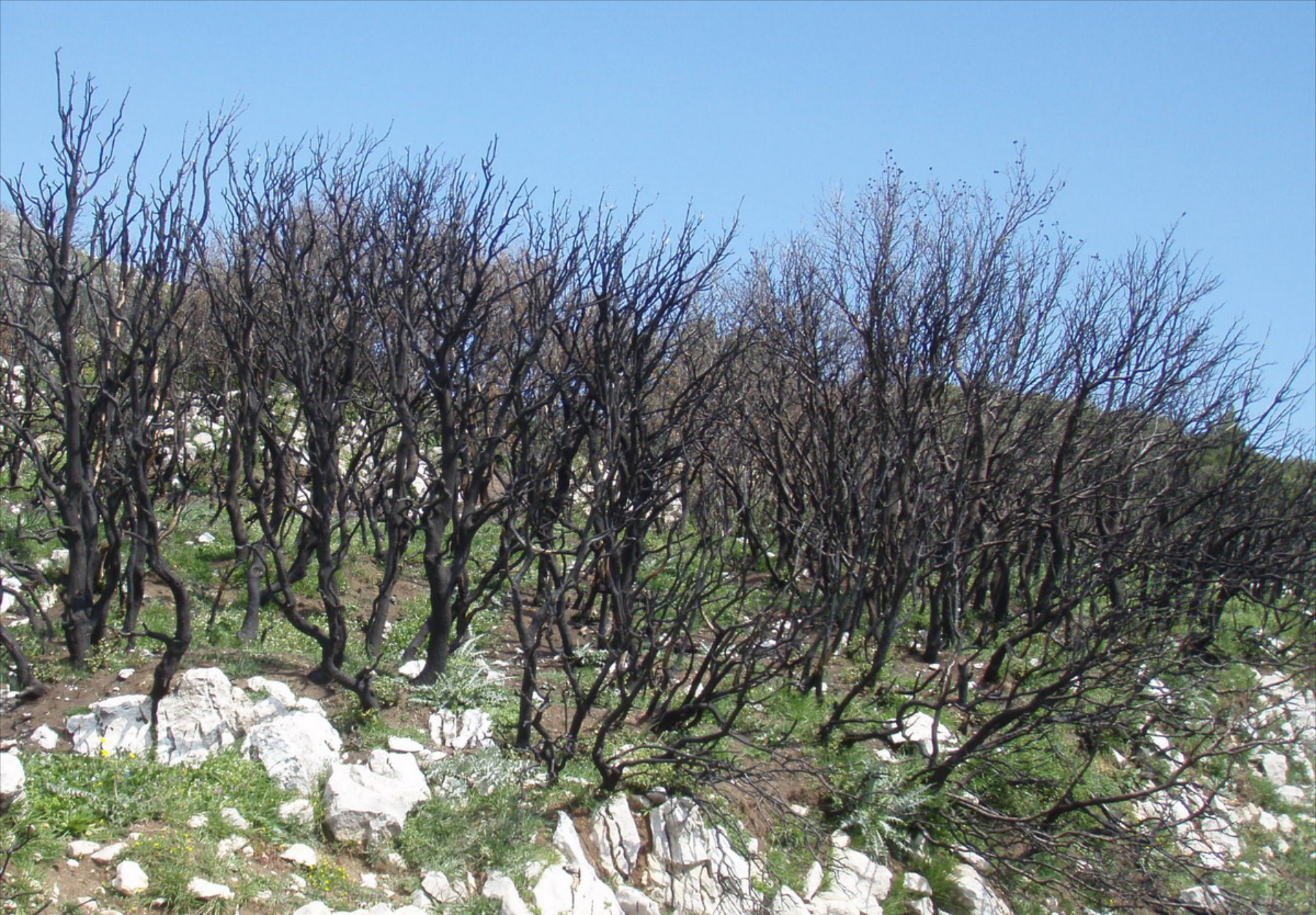 ’’Καμένη γη’’ - Έκθεση WWF Ελλάς