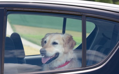 Mη βιαστείτε να σπάσετε το τζάμι ή να φωνάξετε την αστυνομία! [video]
