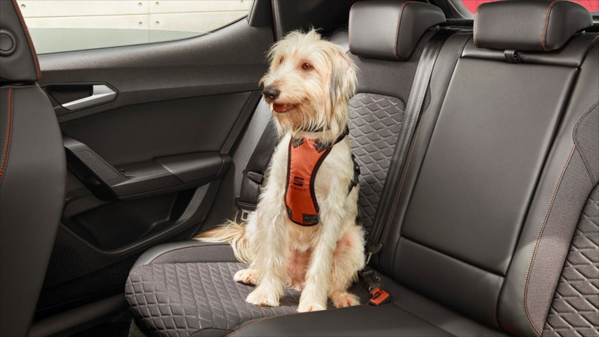 Οι σκύλοι μας κάνουν καλύτερους οδηγούς.