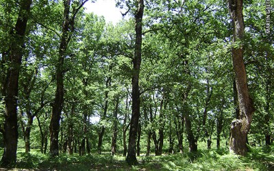 Πράσινο Ταμείο και δασικοί χάρτες