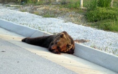 Τροχαίο με θύμα αρκούδα στην Εγνατία Οδό