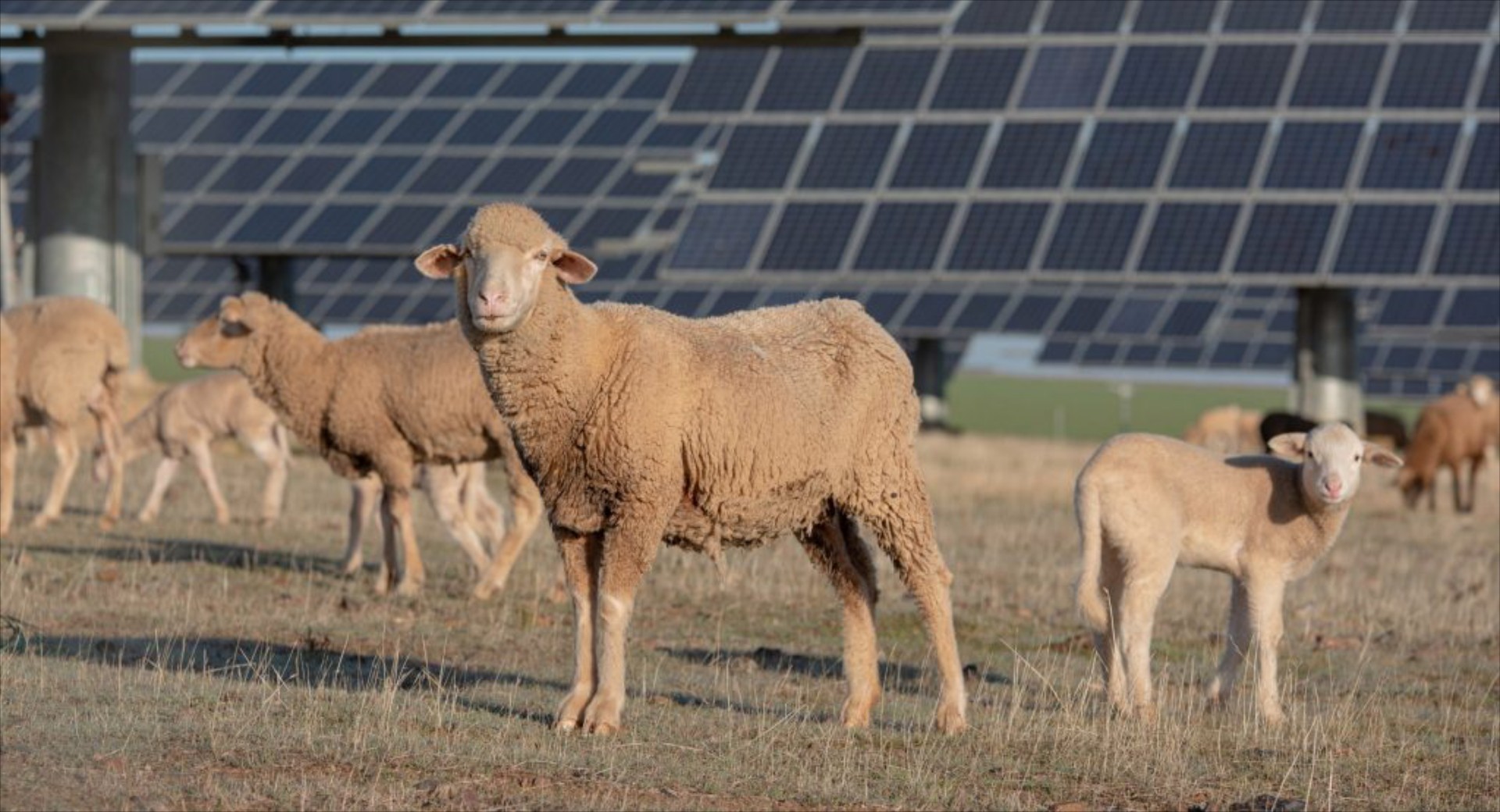 Γέμισε με πρόβατα το εργοστάσιο της Volkswagen! 