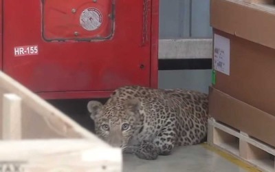 Λεοπάρδαλη προκαλεί χάος σε εργοστάσιο της Mercedes [video]