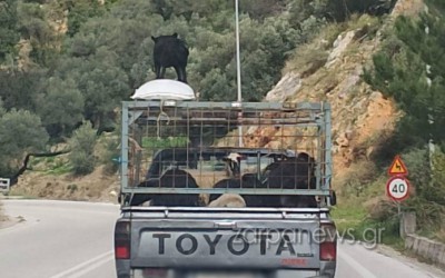 Κρήτη: Βγήκε στον δρόμο με τον σκύλο στην οροφή του οχήματος!