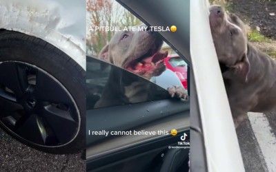 Πίτμπουλ καταστρέφει Tesla με τα δόντια! [video]