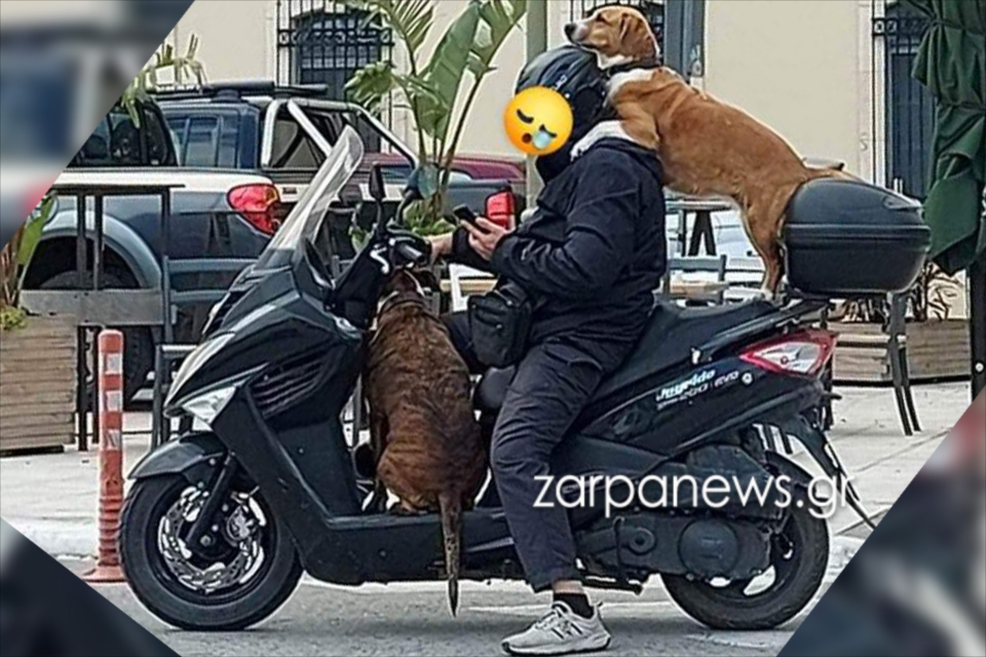 Στην Ελλάδα μπορείς να πας βόλτα τρικάβαλο με τα σκυλιά σου – Δείτε εικόνες