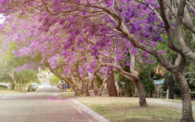 Αθήνα: Η λεωφόρος των 1.300 μέτρων με τα εξωτικά δέντρα
