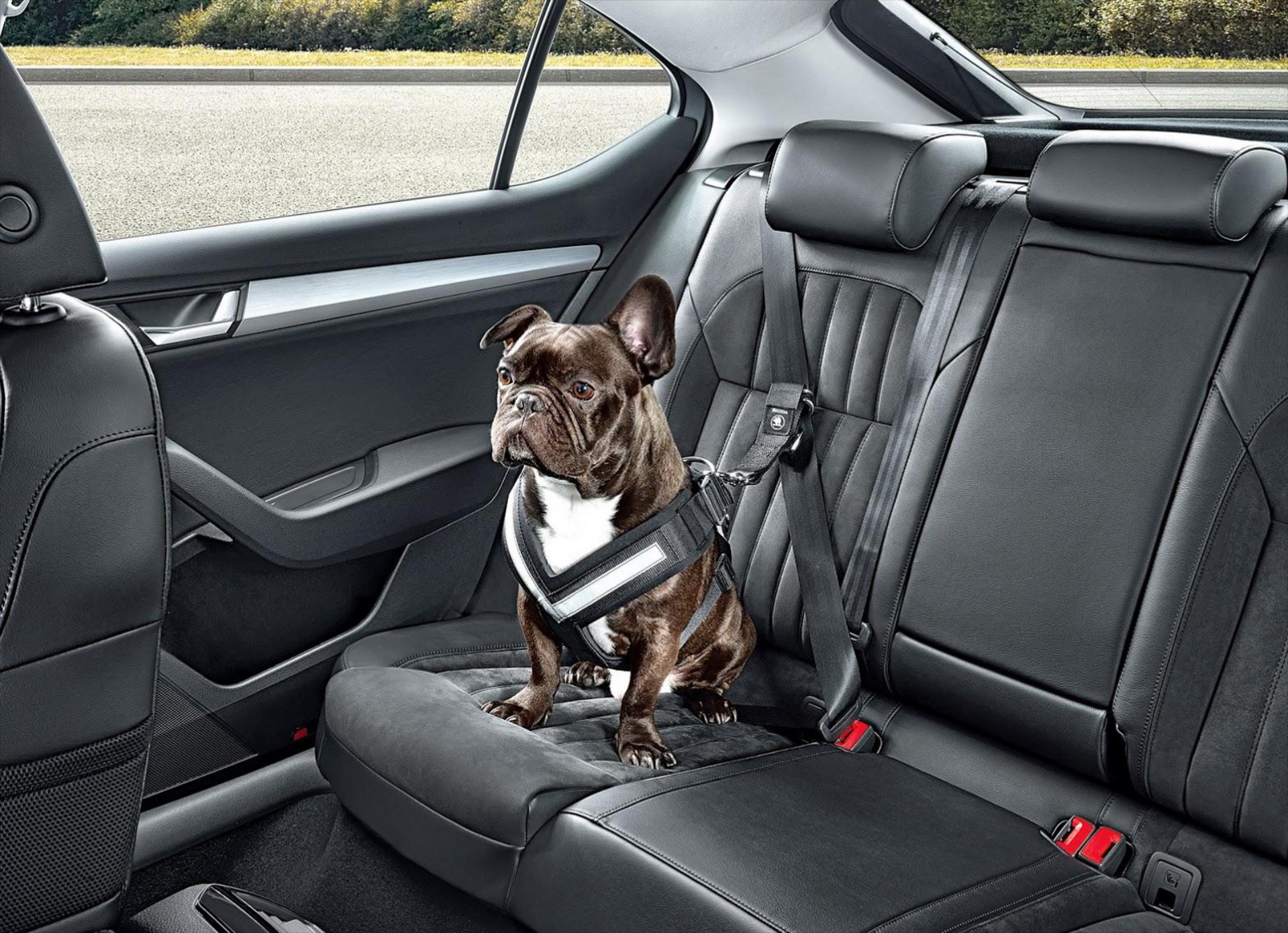 Η Skoda σκέφτεται και τους… σκύλους!