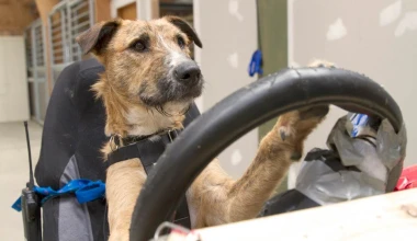 Σκυλιά οδηγούν αυτοκίνητο (VIDEO)