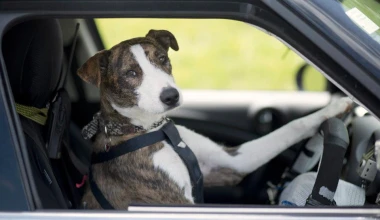 Σκυλιά οδηγούν αυτοκίνητο (VIDEO)