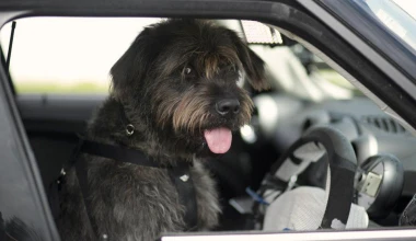 Σκυλιά οδηγούν αυτοκίνητο (VIDEO)