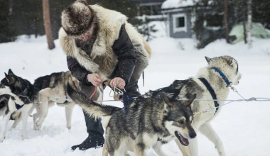 300 άλογα και 6 σκυλιά στα χιόνια (video)