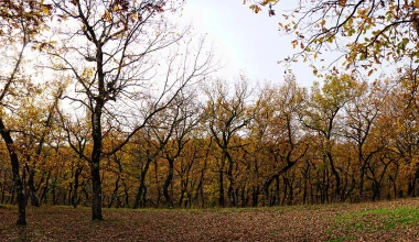 Στο Δάσος της Φολόης με Opel Astra 1.6 diesel