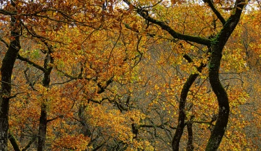 Στο Δάσος της Φολόης με Opel Astra 1.6 diesel