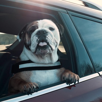 Πόσο ασφαλής είναι η μεταφορά ενός σκύλου με το αυτοκίνητο; (vid)