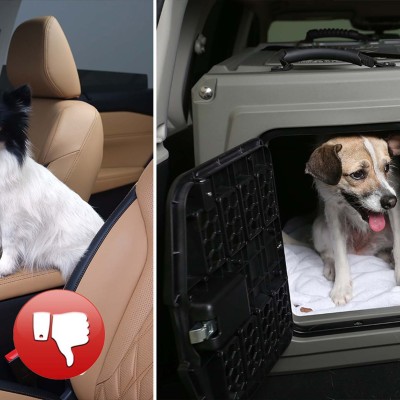 4 απλά tips για την ασφάλεια των κατοικίδιών σας στο αυτοκίνητο