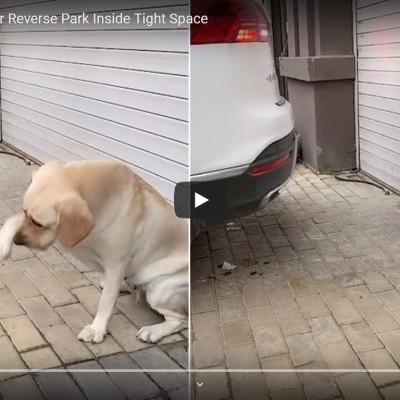 Ο καλύτερος φίλος του οδηγού! (Video)