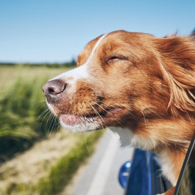 Πλύνε τον σκύλο σου σε βενζινάδικο – Υπάρχει ένα στην Ελλάδα
