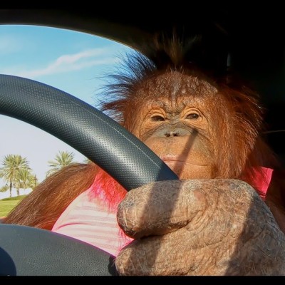 Ουρακοτάγκος οδηγεί και βγαίνει βόλτα με ηλεκτρικό αυτοκίνητο! [video]