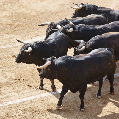 Τραγωδία στη Μύκονο: Ταύρος κάρφωσε στην καρδιά οδηγό [video]