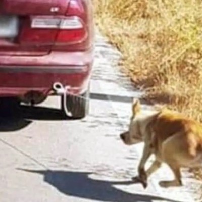 30.000 ευρώ πρόστιμο σε οδηγό που έσερνε σκύλο με το αυτοκίνητο