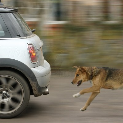 Γιατί τα σκυλιά αγαπούν να κυνηγούν αυτοκίνητα — Πώς θα το σταματήσετε