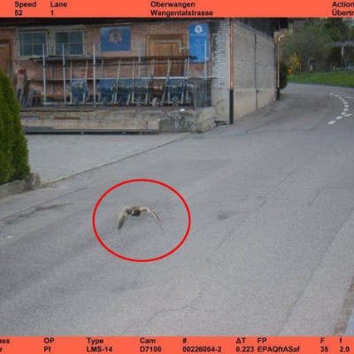 Πάπια έφαγε κλήση για υπερβολική ταχύτητα - Για δεύτερη φορά