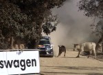 WRC Rally Guanajuato México 2016: Ogier-cow-incident