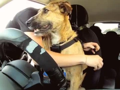 Porter-The-World\'s-First-Driving-Dog